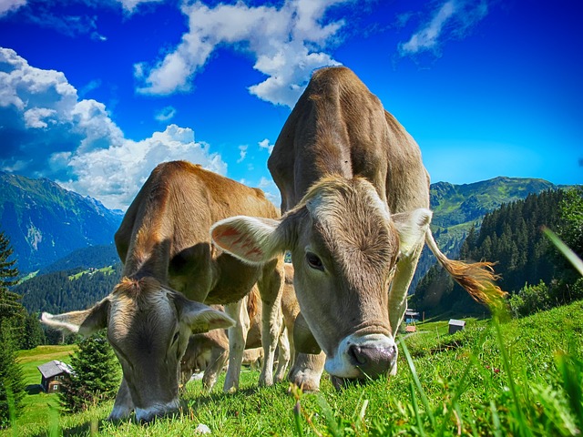 Carnes de Gado